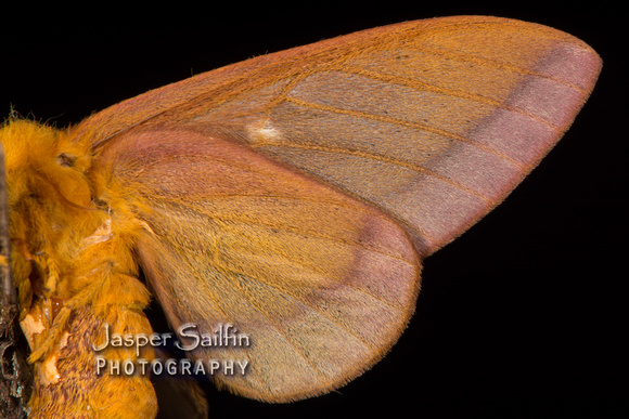Pink-Striped Oakworm Moth (Anisota virginiensis) female