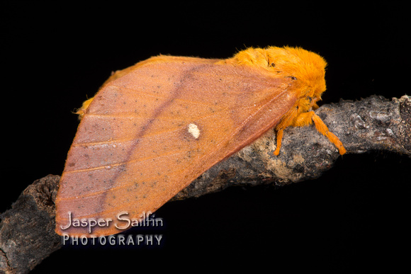 Orange-tipped Oakworm Moth (Anisota senatoria) female