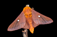 Orange-tipped Oakworm Moth (Anisota senatoria)