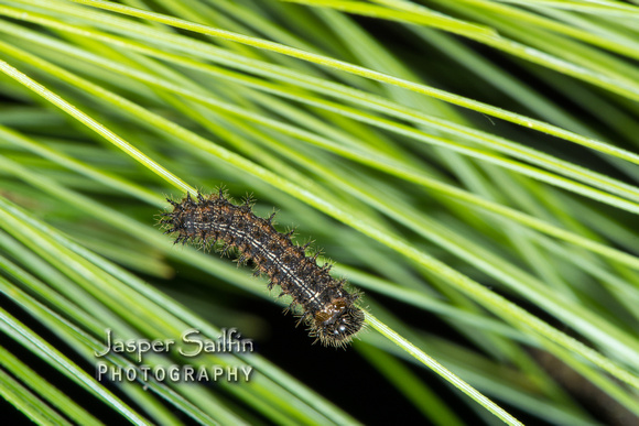 Pandora Pinemoth (Coloradia Pandora) caterpillars
