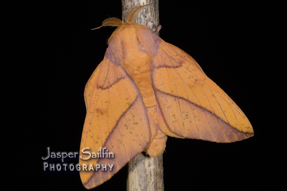 Bisected Honey Locust Moth (Syssphinx bisecta) male