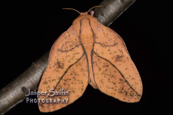 Bisected Honey Locust Moth (Syssphinx bisecta) female