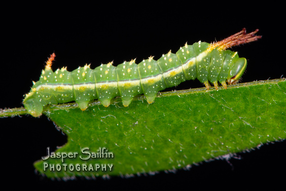 Bisected Honey Locust Moth (Syssphinx bisecta) caterpillar