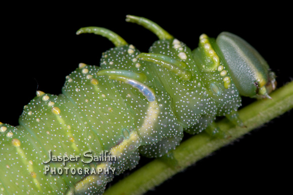 Bisected Honey Locust Moth (Syssphinx bisecta) caterpillar