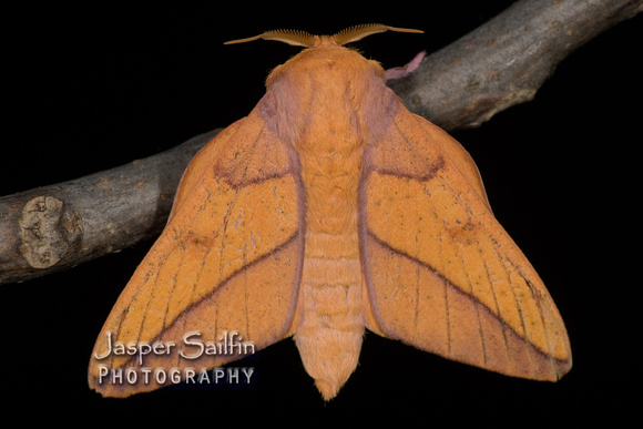 Bisected Honey Locust Moth (Syssphinx bisecta) male