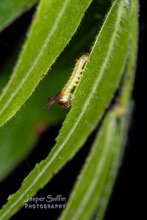 Bisected Honey Locust Moth (Syssphinx bisecta) first instar caterpillar