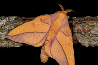 Bisected Honey Locust Moth (Syssphinx bisecta) Lifecycle