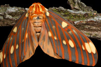 Regal Moth (Citheronia regalis) Lifecycle