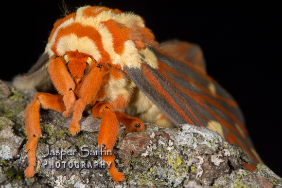 Regal Moth (Citheronia regalis) female