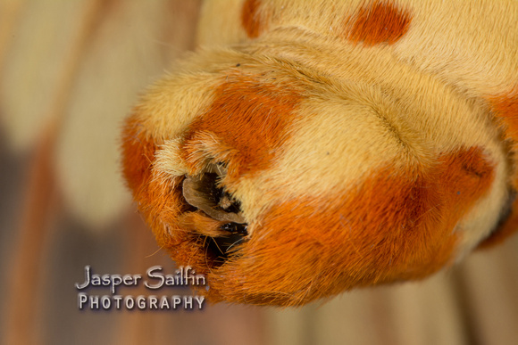 Regal Moth (Citheronia regalis) female