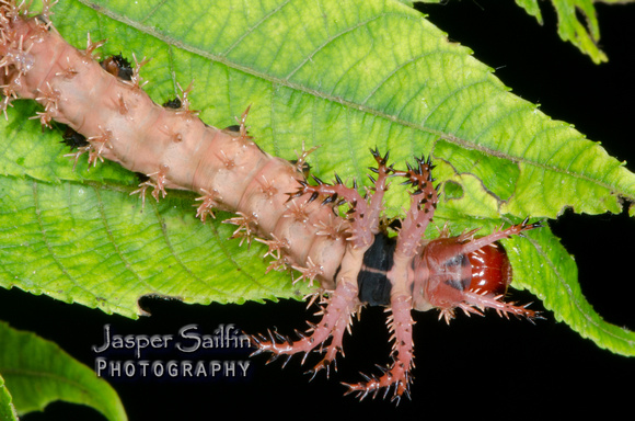 Regal Moth (Citheronia regalis) caterpillar
