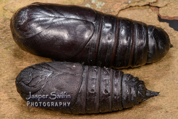 Regal Moth (Citheronia regalis) pupa (top) and Pine Imperial Moth (Eacles imperialis pini) pupa (bottom)