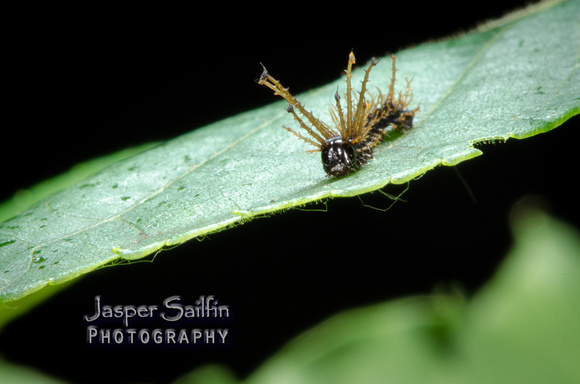 Regal Moth (Citheronia regalis) caterpillar