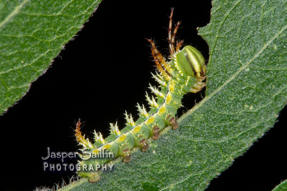 Syssphinx raspa caterpillar