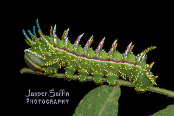 Syssphinx raspa caterpillar