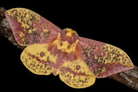 Pine Imperial Moth (Eacles imperialis pini) Lifecycle