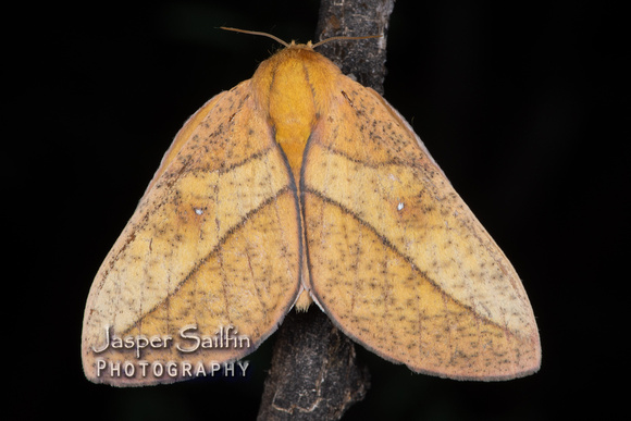 Syssphinx montana (Syssphinx montana) female