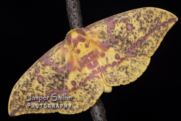 Pine Imperial Moth (Eacles imperialis pini) female