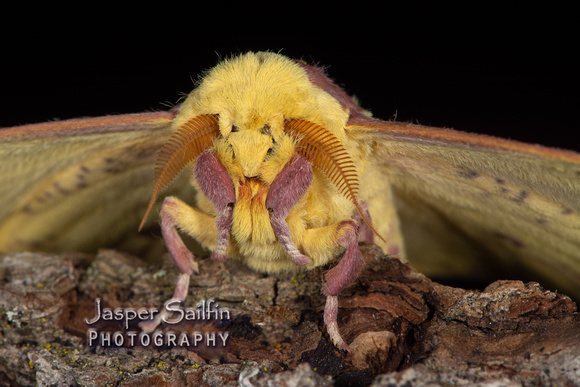 Pine Imperial Moth (Eacles imperialis pini) male