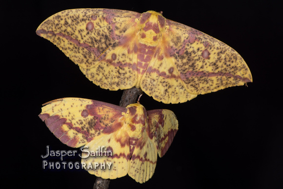 Pine Imperial Moth (Eacles imperialis pini) female (top) and male