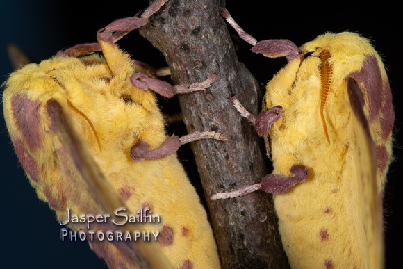 Pine Imperial Moth (Eacles imperialis pini) female (on left) and male