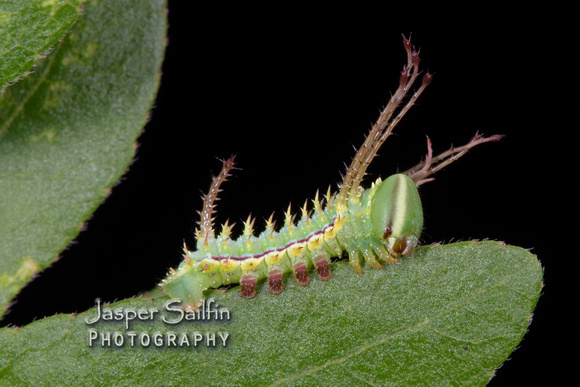 Syssphinx montana (Syssphinx montana) caterpillar