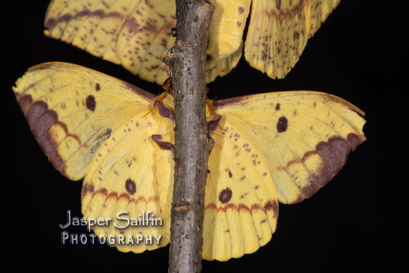 Pine Imperial Moth (Eacles imperialis pini) male ventral