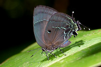 Hairstreak and Blue Butterflies (Lycaenidae)—Peru