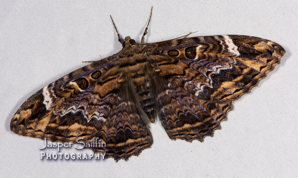 Marbled Witch (Letis caligula)