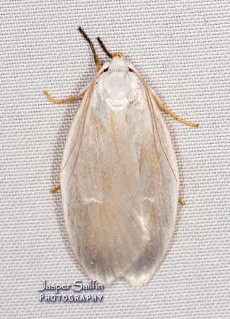 Stenomatinae (Depressariidae)
