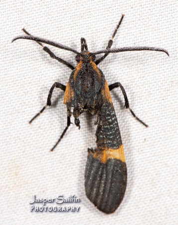 Tiger Bug Mimic (Correbia sp) with predator damage, perhaps by mouse or squirrel