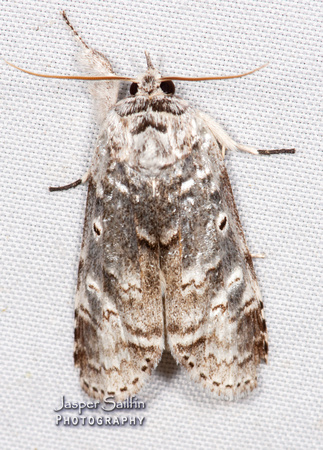 Elaeognatha argentea
