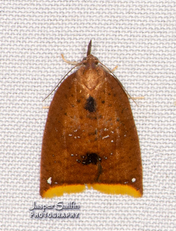 Sparganopseustis sp (Tortricidae)
