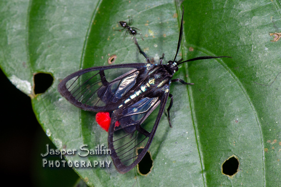 Scarlet-tipped Wasp Mimic (Phoenicoprocta vacillans)?