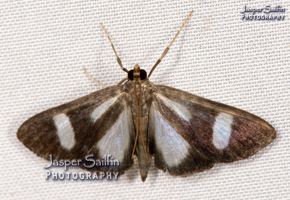 Spilomelinae (Crambidae)