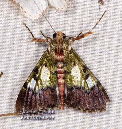 Epipaschiinae (Pyralidae)