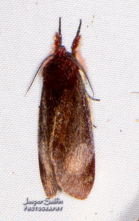 Aucula (Noctuidae)