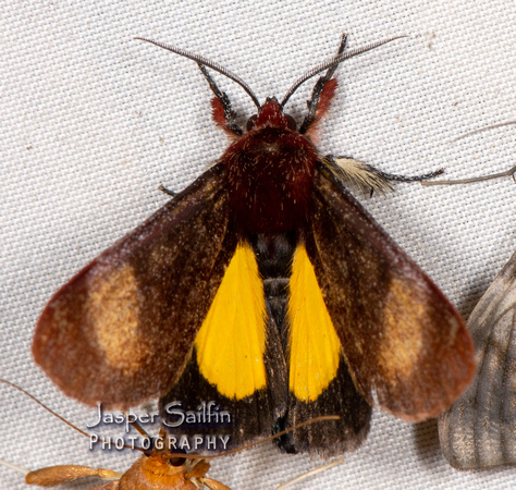 Aucula (Noctuidae)