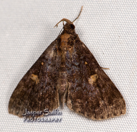 Litter Moths (Herminiinae)