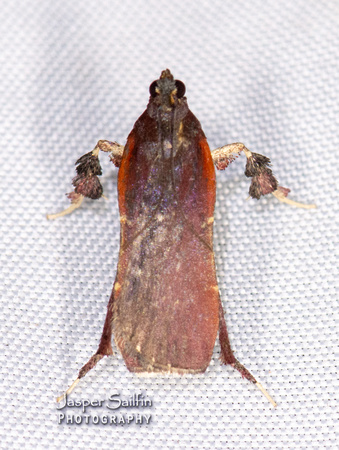 Galasa costalis (Pyralidae)