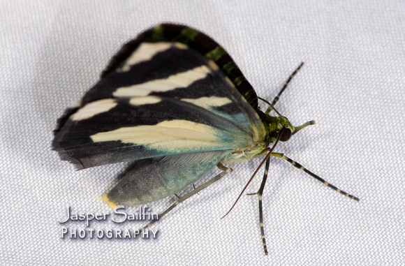 Carpet Moths (Larentiinae sp)  (Geometridae)