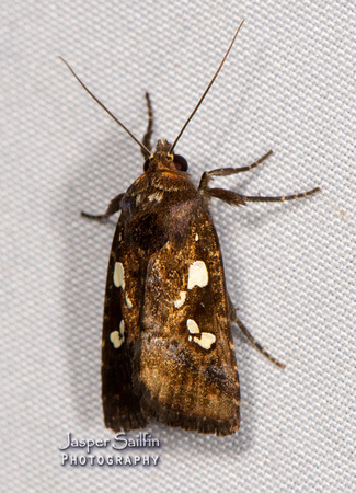 Calymniodes conchylis (Noctuidae)