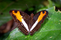 Sister Butterflies (Nymphalidae/Limenitidinae)—Peru