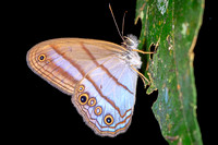 Satyr Butterflies (Nymphalidae/Satyrinae)—Peru