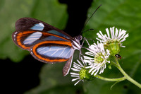 Clearwing Butterflies (Nymphalidae/Ithomiinae)—Peru