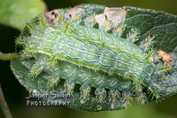 Nanina Oak-Slug Moth (Euclea nanina) caterpillar ?