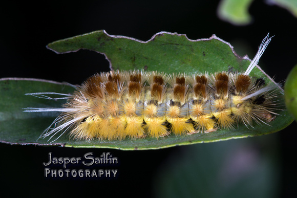 Santa Ana Tussock Moth (Lophocampa annulosa) caterpillar.  Hodges#8216