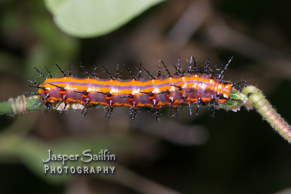 Gulf Fritillary (Agraulis vanillae) caterpillar