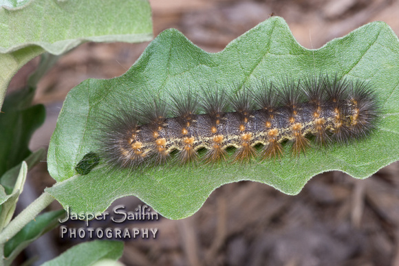 Salt Marsh Moth (Estigmene acrea) caterpillar