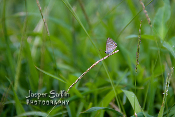 Long-tailed Blue (Lampides boeticus)